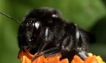 Черно bumblebert